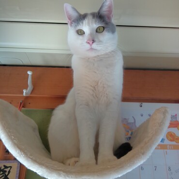 ミーちゃん大人になってきた。。。