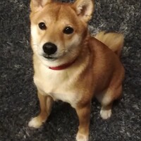 小助(こすけ)