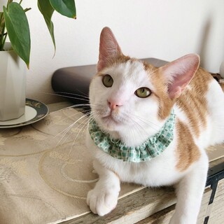 沖縄っ子のぼくと暮らさない？