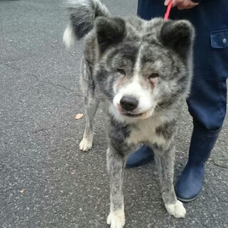 穏やかな秋田犬★さつまくん★埼玉より