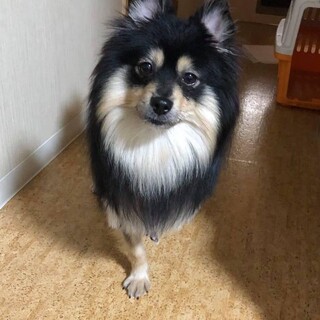 ポメMix おせちちゃん 里親様募集です☆