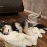 モコモコ最高！