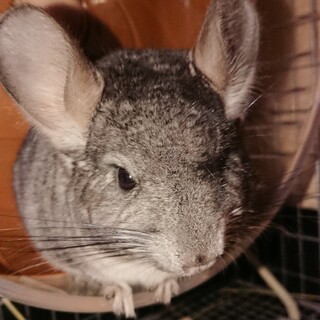 チンチラグレー可愛い男の子