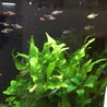 さくさく0117