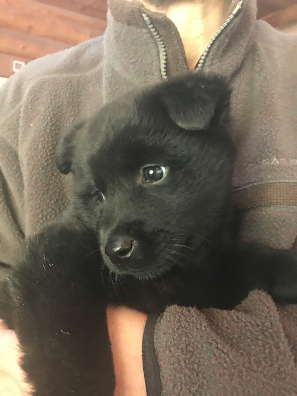 超大型犬と和犬のmixモ 山梨県 犬の里親募集 ペットのおうち 月間利用者150万人