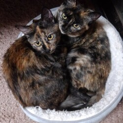 「ペットベッド・ストーリー」サムネイル2