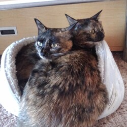 「ペットベッド・ストーリー」サムネイル3