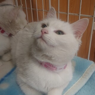 おとなしい姉妹 おもちちゃん