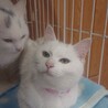おとなしい姉妹 おもちちゃん サムネイル4