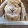 とトちゃん