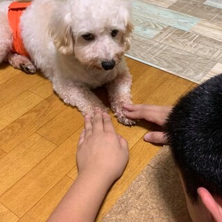 シャイなぽん太君