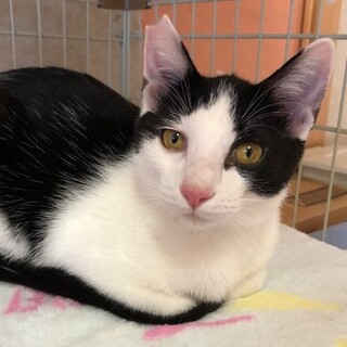 スリスリゴロゴロ甘えんぼの肩乗りにゃんこ　大河君