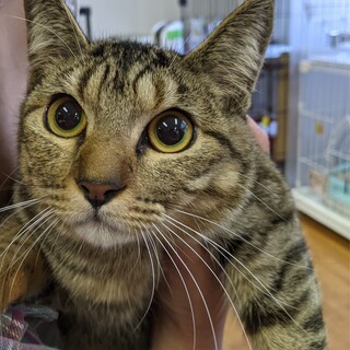 ナデナデ大好き♡　キジトラ女子　ビビアン♀