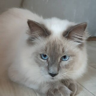 ありがとうございました