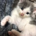 子猫 オス 里親募集