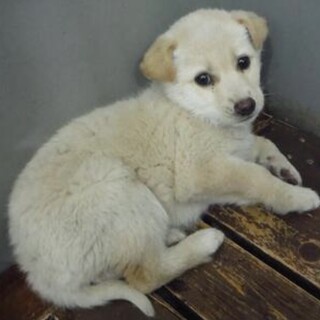 里親様に迎えられました。子犬♀224