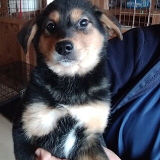 3か月子犬女の子の一葉ちゃん