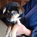 3か月子犬女の子の二葉ちゃん