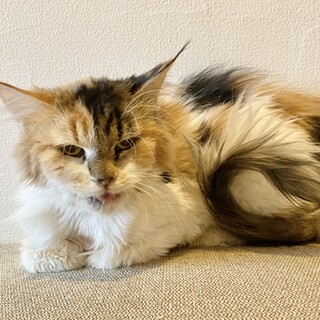 サイベリアン！おっとりな女の子♡