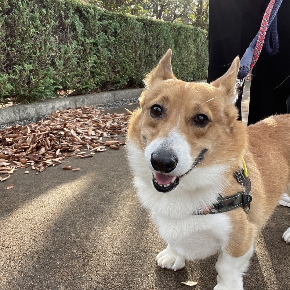 真珠丸 ウェルシュ コーギー ペンブローク ペットのおうち 月間利用者150万人