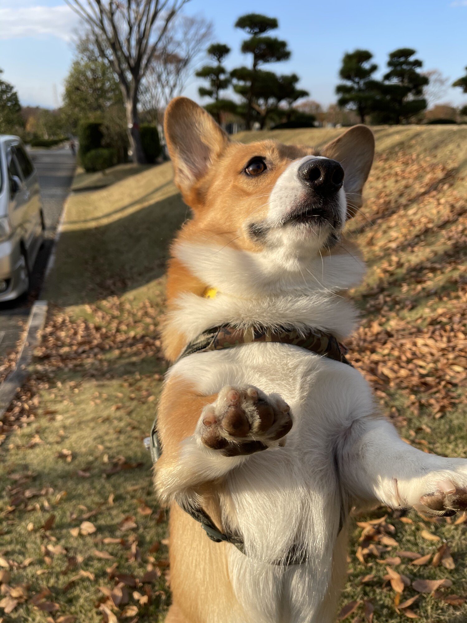 真珠丸 ウェルシュ コーギー ペンブローク ペットのおうち 月間利用者150万人