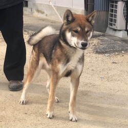 カッコイイ四国犬の里親募集