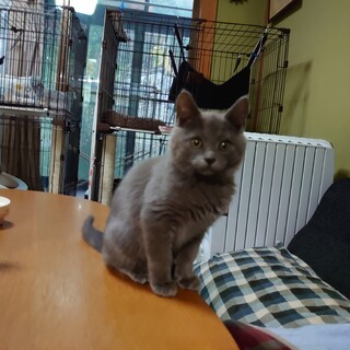 甘えん坊の男前。ひこくん。