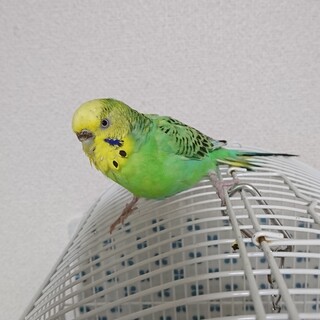 セキセイインコの里親さん募集