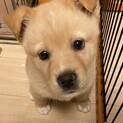 でぶぞー2 1/10Terra里親会に参加❣️