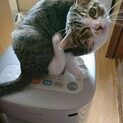 保護猫ちゃんから産まれた５兄妹の里親さん募集！！