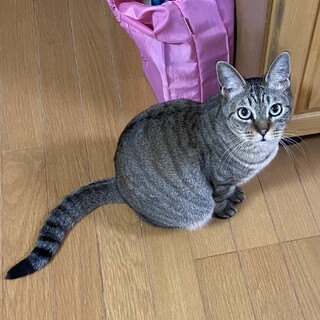 おとな猫ちゃんの魅力