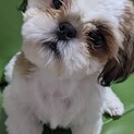 シーズ4ヶ月の赤ちゃん