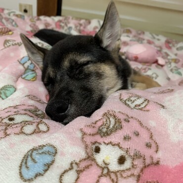 きもちよさそうにおねんね♡