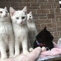 大人しく人懐こい白子猫たち　オッドアイも
