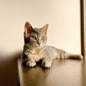 美しい毛色の仔猫兄弟