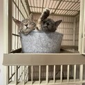 美しい毛色の仔猫兄弟