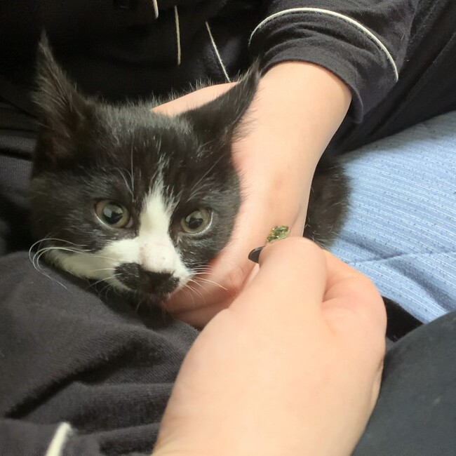 saku_psychoのカバー写真