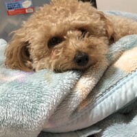 サラン