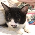 【マルテ】おかげさまで里親様が決まりました。