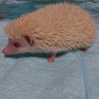 応募複数のため一時停止します ハリネズミアルビノ