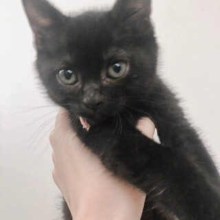 フワころな黒子猫生後3カ月、人馴れ抜群・ブログ有