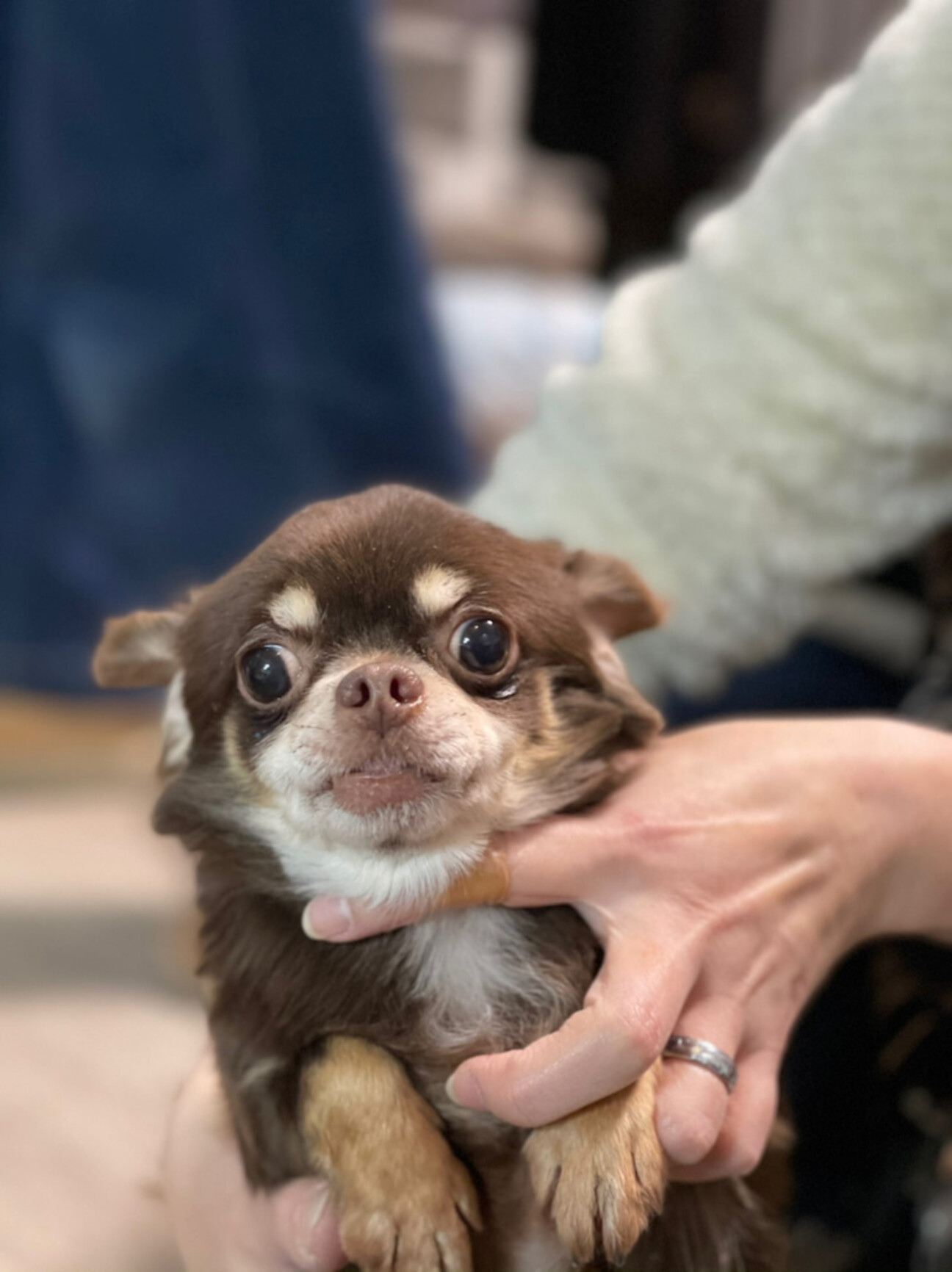 人懐こくて甘えん坊チワワ 神奈川県 犬の里親募集 ペットのおうち 月間利用者150万人