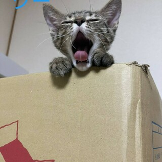 【1/17譲渡会】可愛い3兄弟です！