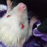 応募複数のため一時停止します ハリネズミアルビノ サムネイル3