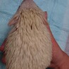 応募複数のため一時停止します ハリネズミアルビノ サムネイル5