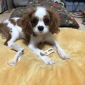 キャバリア4ヶ月の男の子