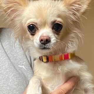 ちょっと怖がり屋の♀チワワのミント推定５歳