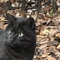 ボク、人とも猫とも仲良く出来るです‼️