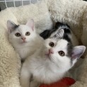 生後2ヶ月のふわっふわ兄妹❣️