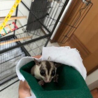 フクロモモンガ２匹の里親を探しています！